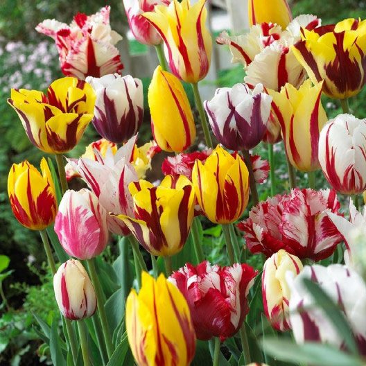 tulip rembrandt mix