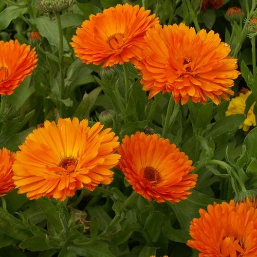 calendula orange