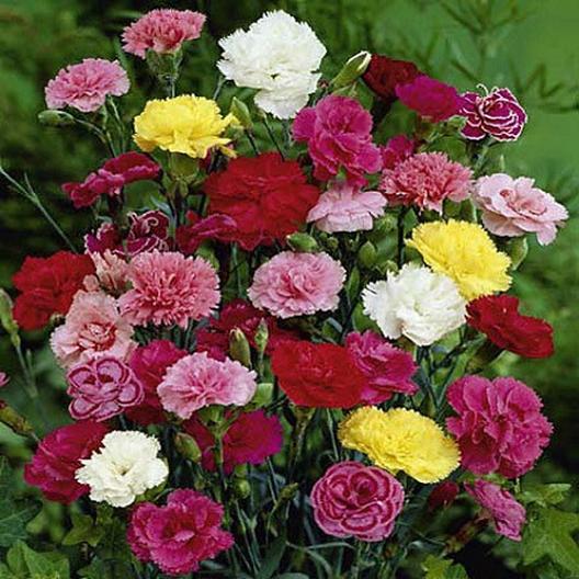 carnation grenadine double mix