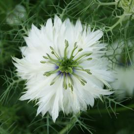 love in a mist miss jekyll white