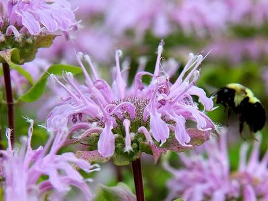 Best Practices for Pollinator Gardening