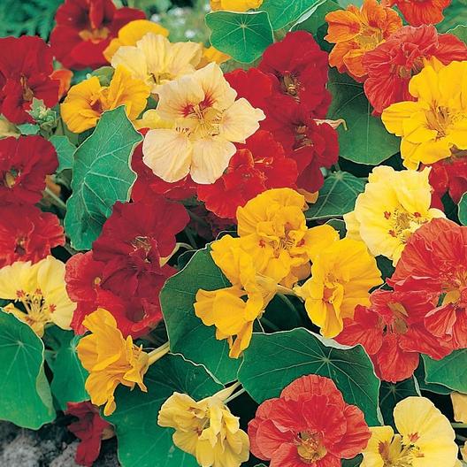 Nasturtium Jewel Mix