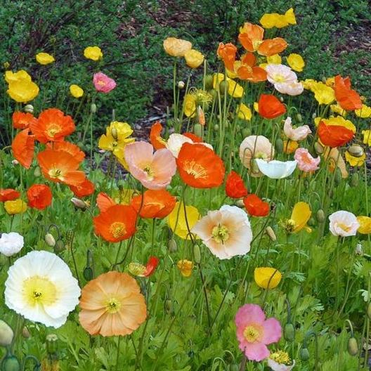 iceland poppies