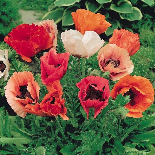 oriental poppies