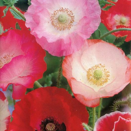 shirley poppies