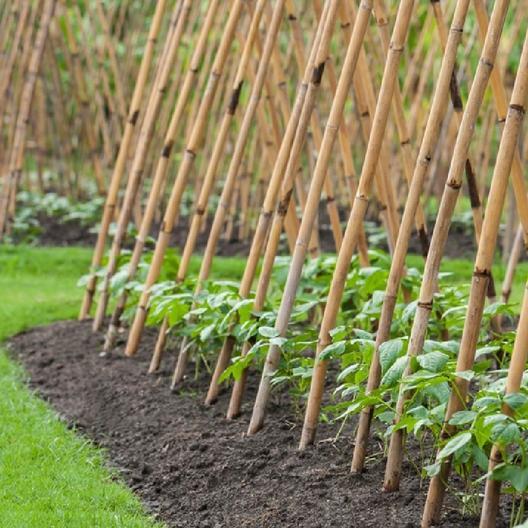 pole beans