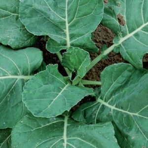 vates collards