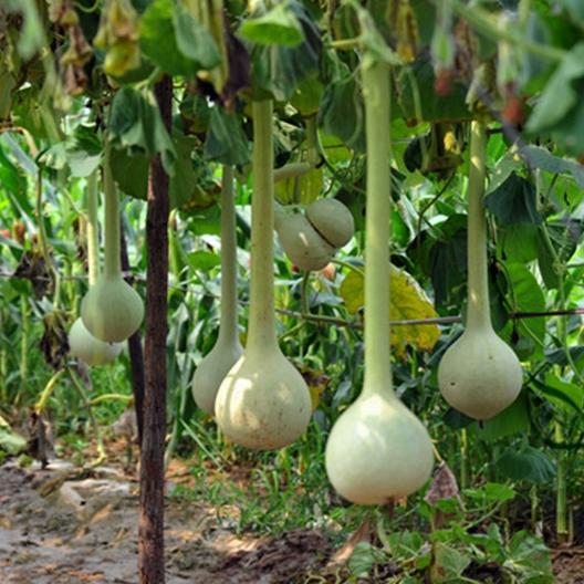 growing gourds