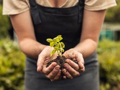 Seedling in hands