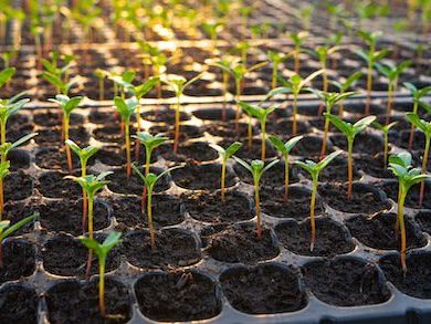 seedlings in trays