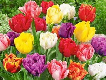 Picking Types of Tulips