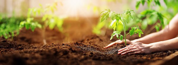 planting tiny tomato plant and true leaves