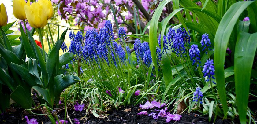 yellow tulip and muscari