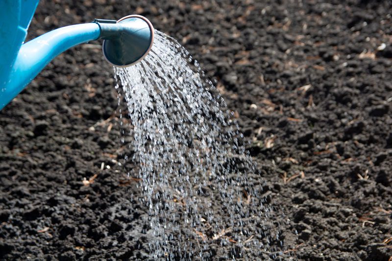 watering the soil