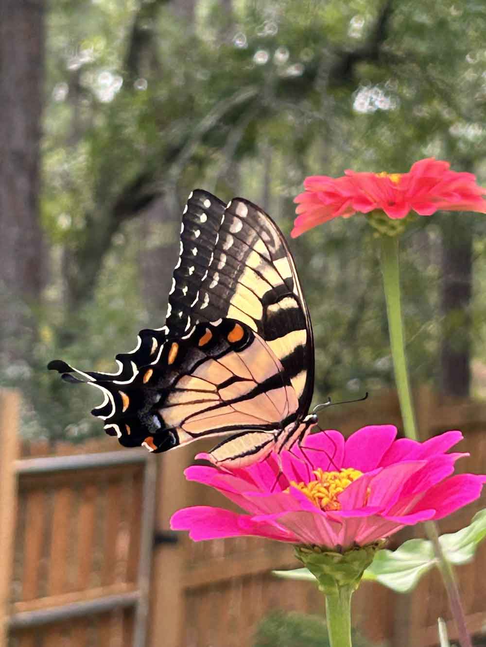 Why we grow zinnias!