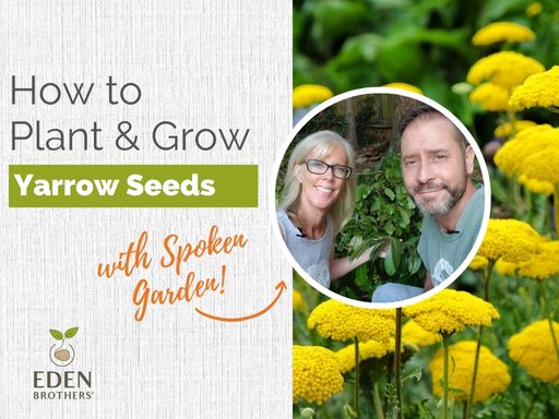 How to Plant and Grow Yarrow from Seed