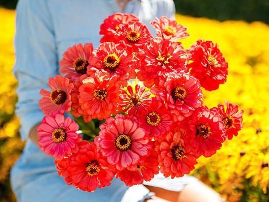 How to Plant Zinnia “Salmon Queen” from Seed