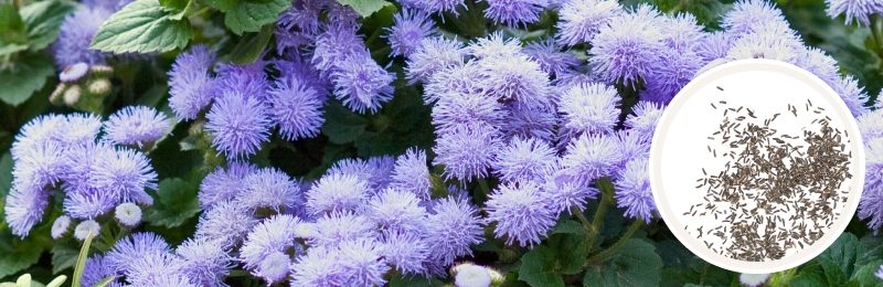 ageratum blooms and seeds