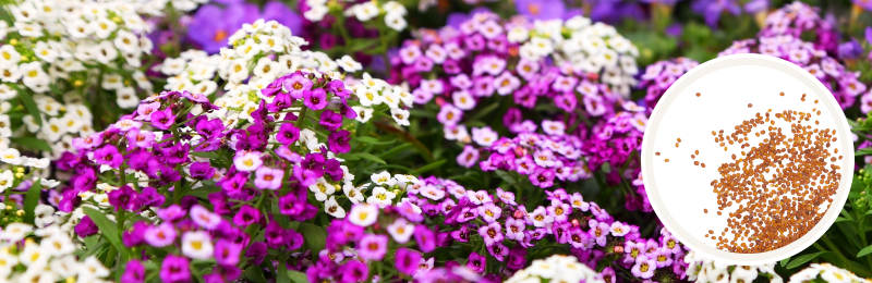 alyssum blooms with seeds