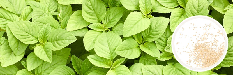 amaranth blooms with seeds