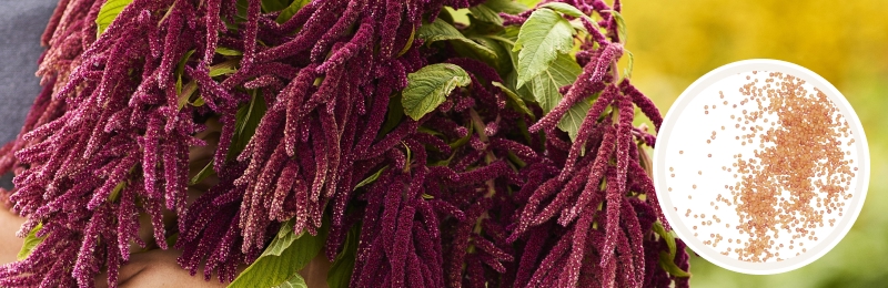 amaranthus blooms with seeds