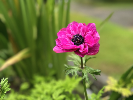 bright pink anemone