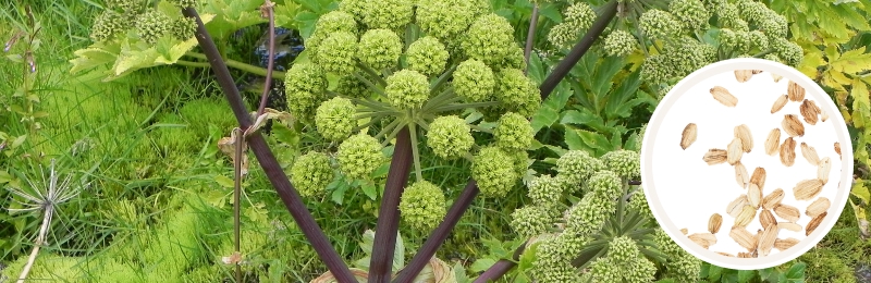 Angelica Seeds