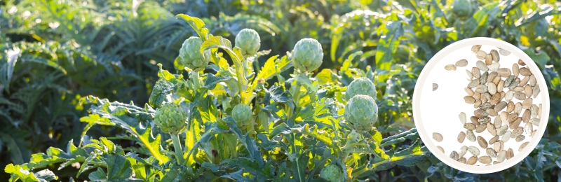 artichoke blooms with seeds