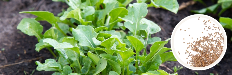 arugula in garden with seeds