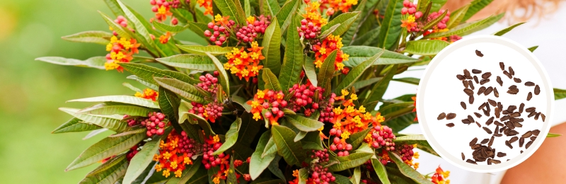 asclepias bouquet with seeds