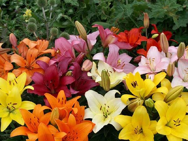 Planting Lilies in Spring