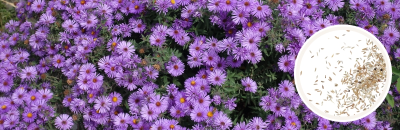 New England Aster Seeds