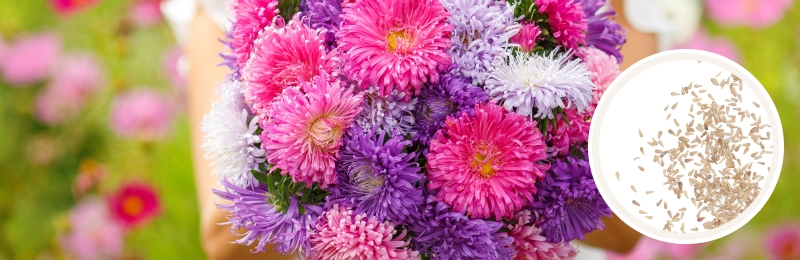 aster bouquet with seeds