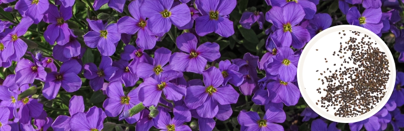 Aubrieta Seeds