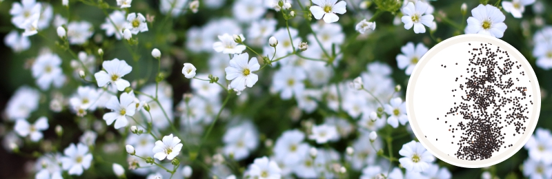 babys breath blooms with seeds