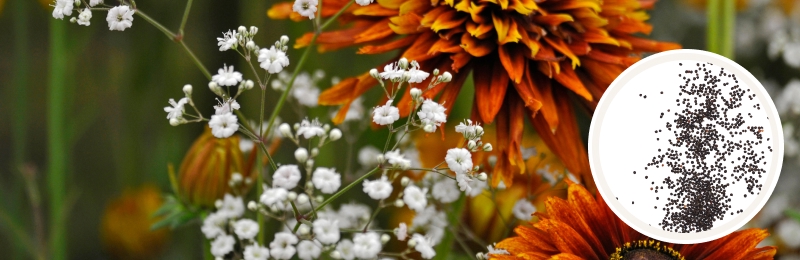 babys breath bloom with seeds