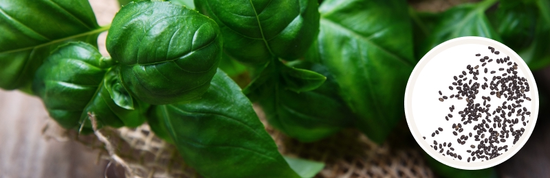 basil leaves with seeds