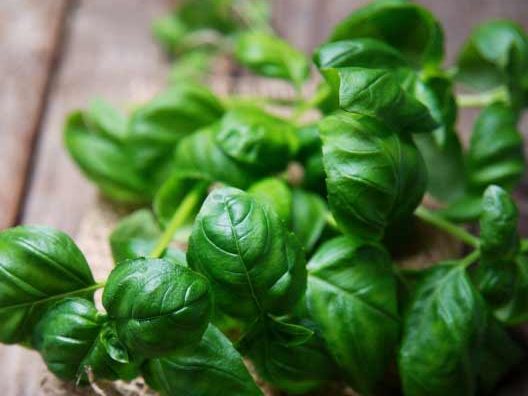 Top Five Favorite Herbs to Plant