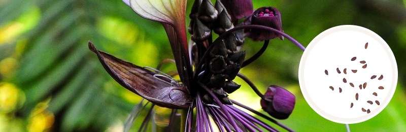 Bat Flower Seeds