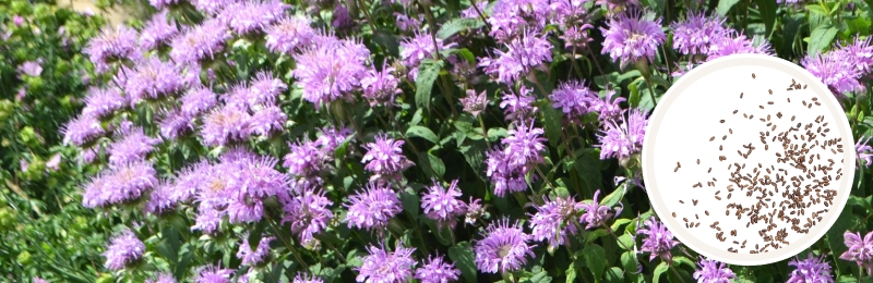 bee balm blooms with seeds