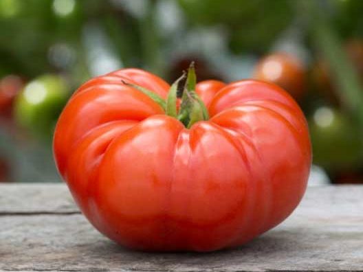 You can thank Cortez for the Beefsteak Tomato.