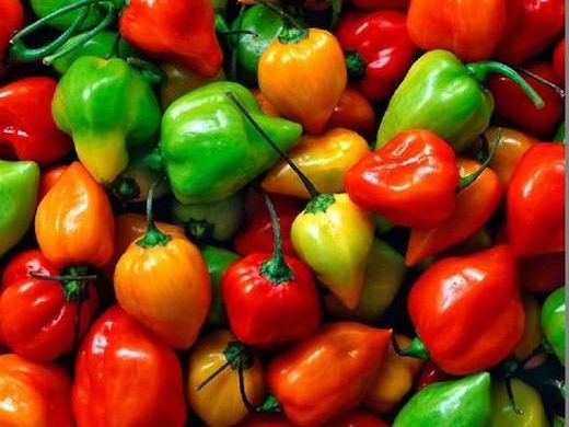 6 Essential Peppers for Summer Gardens