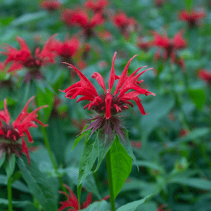 eastern wildflower places