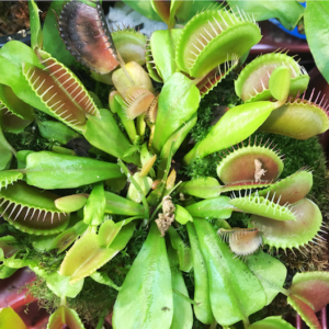 venus fly traps