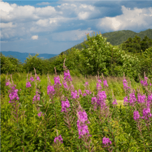 white mountain national forest flowers