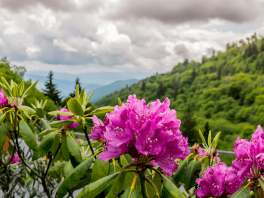 Best Places to View Wildflowers in the Eastern United States