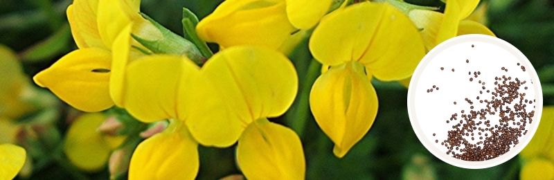 Birdsfoot Trefoil Seeds