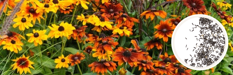 black eyed susan blooms with seeds