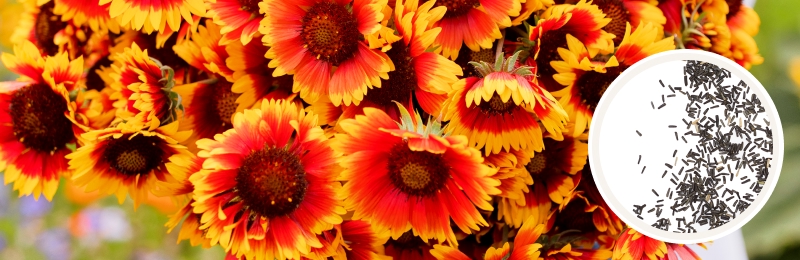 Blanket Flower Seeds