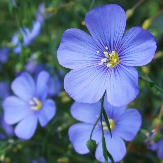 blue flax